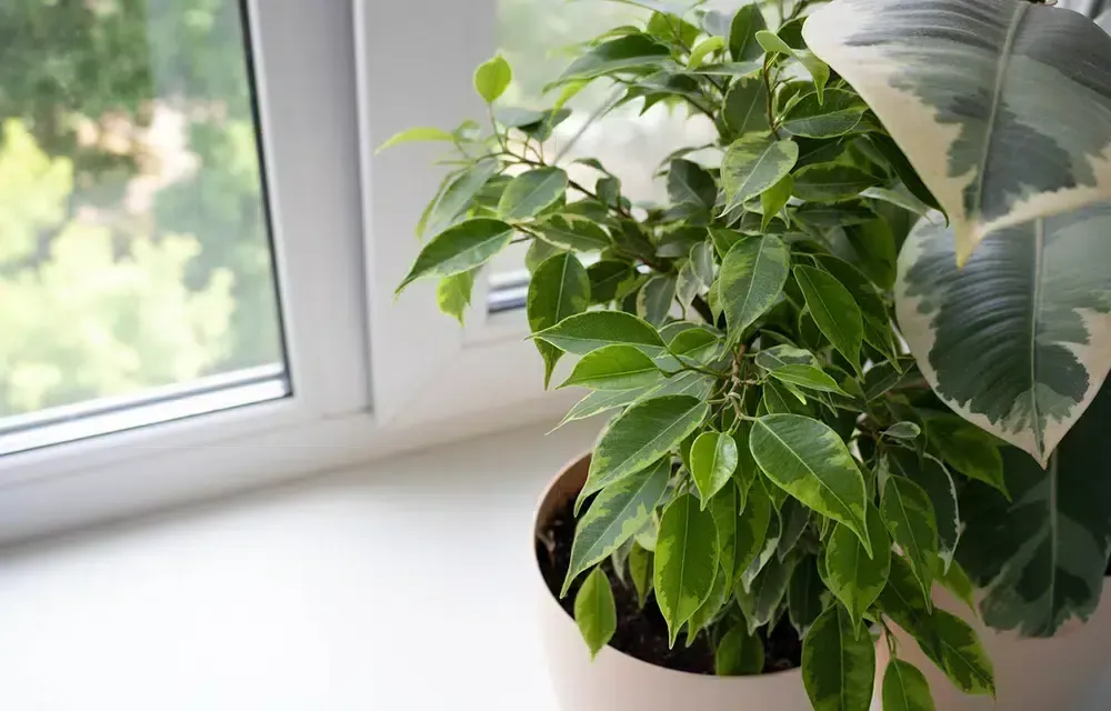 Indoor air quality improvement with healthy houseplants supported by proper HVAC airflow from Loving Air